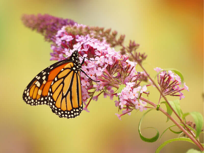 insects visiting flowers in a garden - ShrekFeet