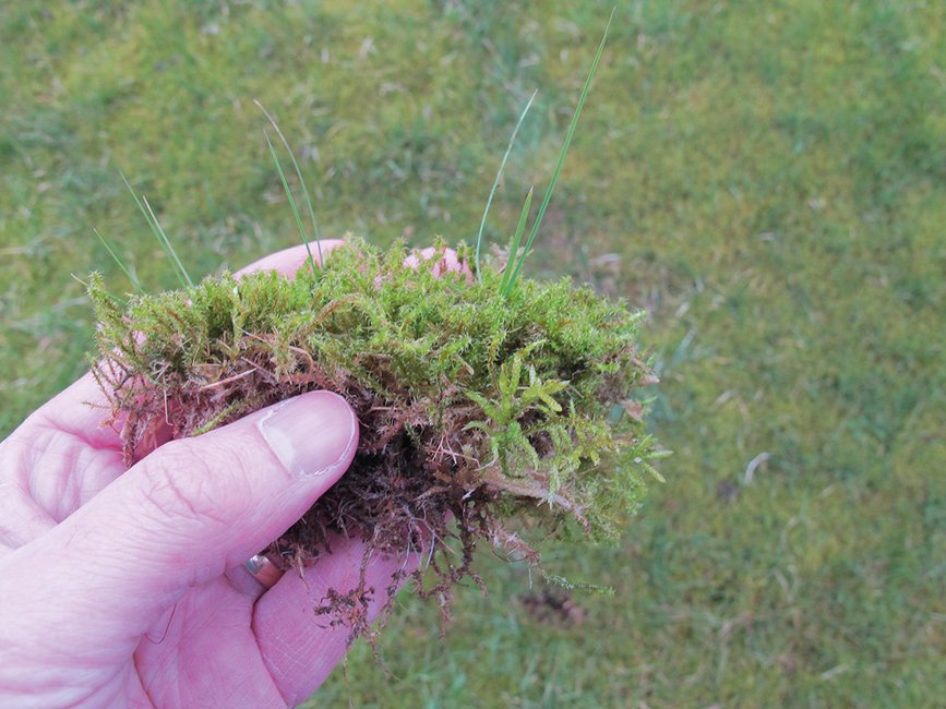 3 Easy Tips to Kill Moss on Lawns - Your Winter 2020 Guide Made Easy