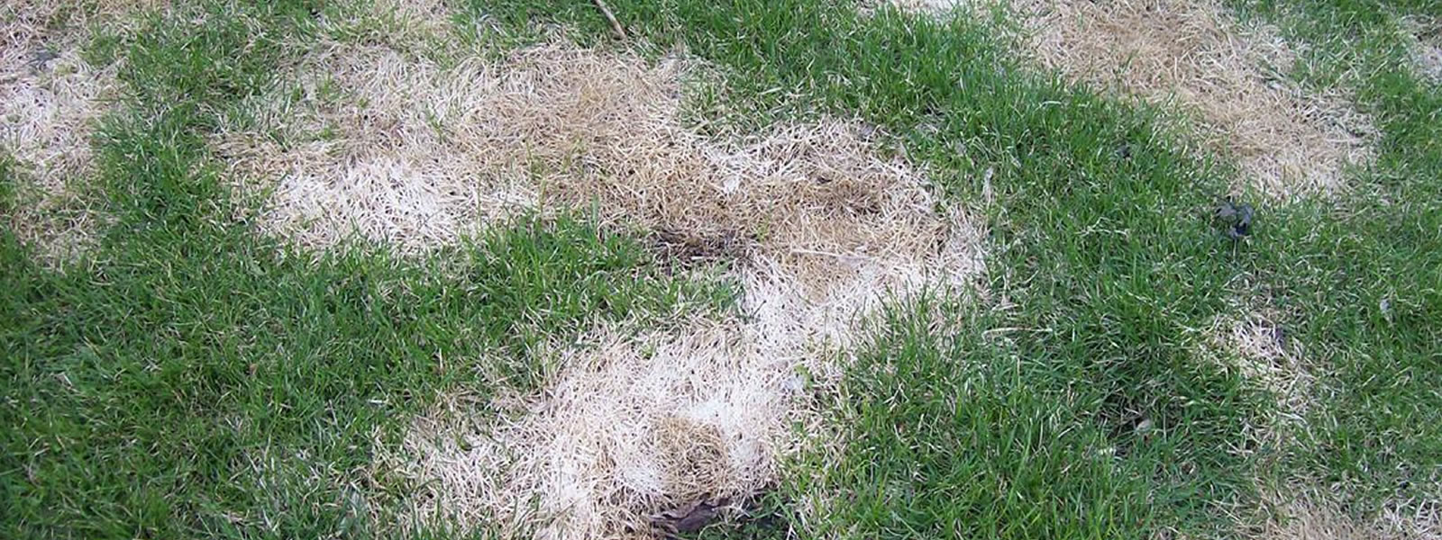 Lawn Pet Damage - ShrekFeet