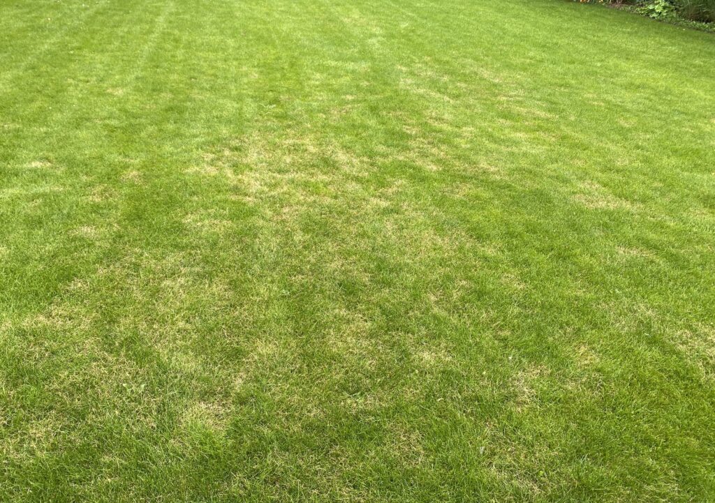 a lawn that phases between green and brown due to lawn disease damage