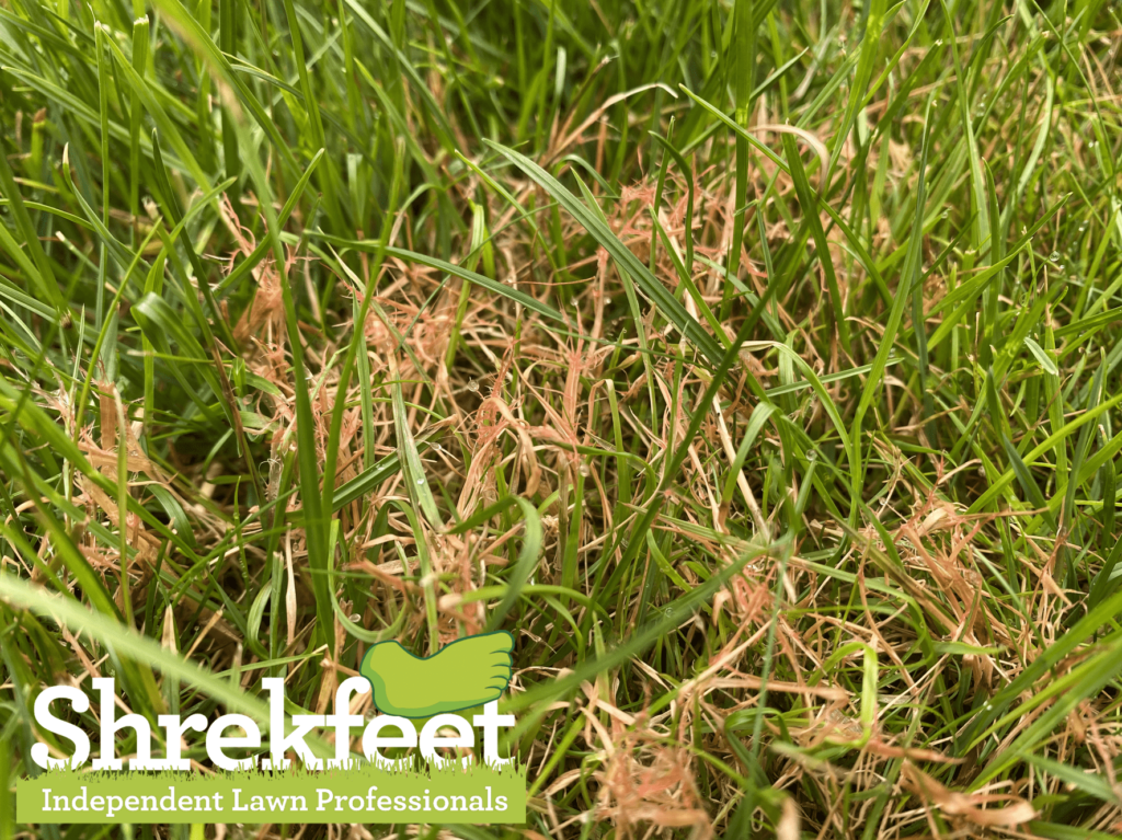 grass blades attacked by red thread fungal strands