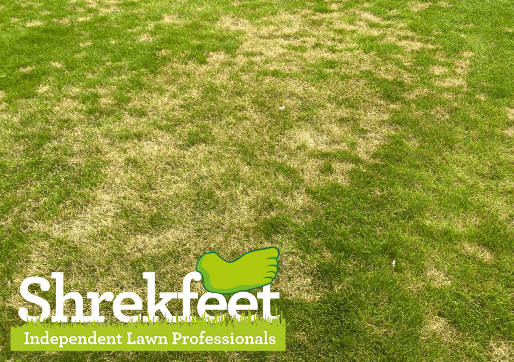 a large area of dead grass in a lawn caused by red thread lawn disease