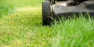 when to stop mowing your lawn